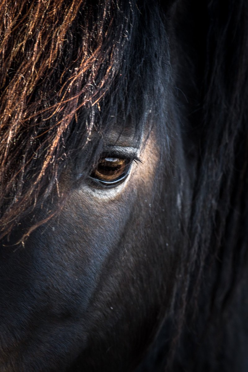 The honest eye of a beautiful Exmoor Pony, such magnificent creatures <a href="/Exmoor4all/">Exmoor4all</a> <a href="/Exmoor_Hour/">#ExmoorHour</a> #exmoor #pony #Nikon #photography #500pxrtg