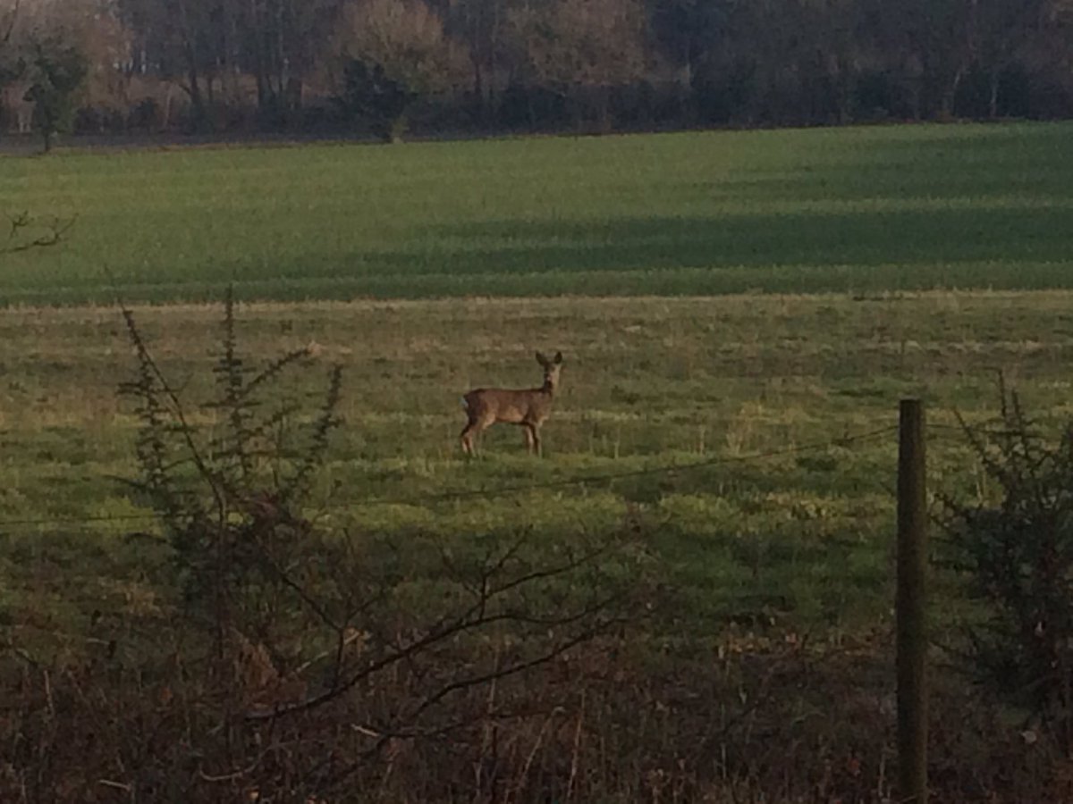 DJP_Studios's tweet photo. Oh deer! https://t.co/R6DFN1nmry
