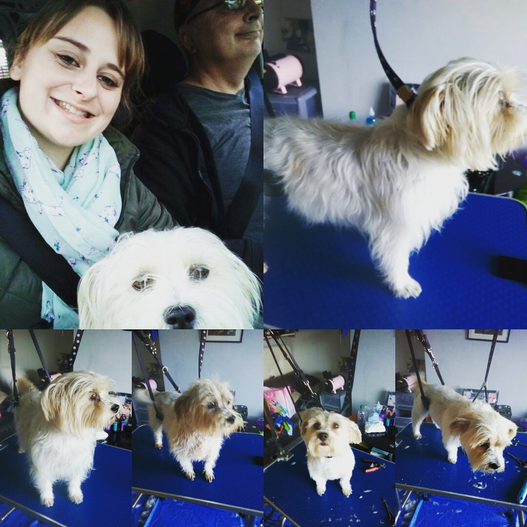 FranksDgcs's tweet photo. Lovely little Jessie the #Shihtzu cross just in for her #groom. #doggroomer #grooming #lovedogs #lovemyjob #Franksdgcs #pickup #dropoff 🐩🚿✂️ https://t.co/16QCuToGnh