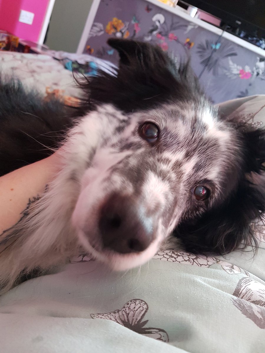 daunter3580's tweet photo. @bordercolliefc morning cuddles with mommy https://t.co/RnCwHpdm7r