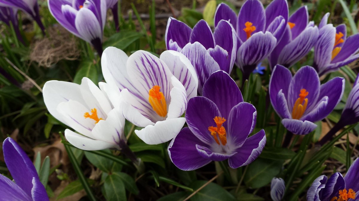 CollaredMom's tweet photo. Spring in Ohio. #onlyaweeklate #itwillprobablysnowtomorrow https://t.co/Mkc2OEKGmp