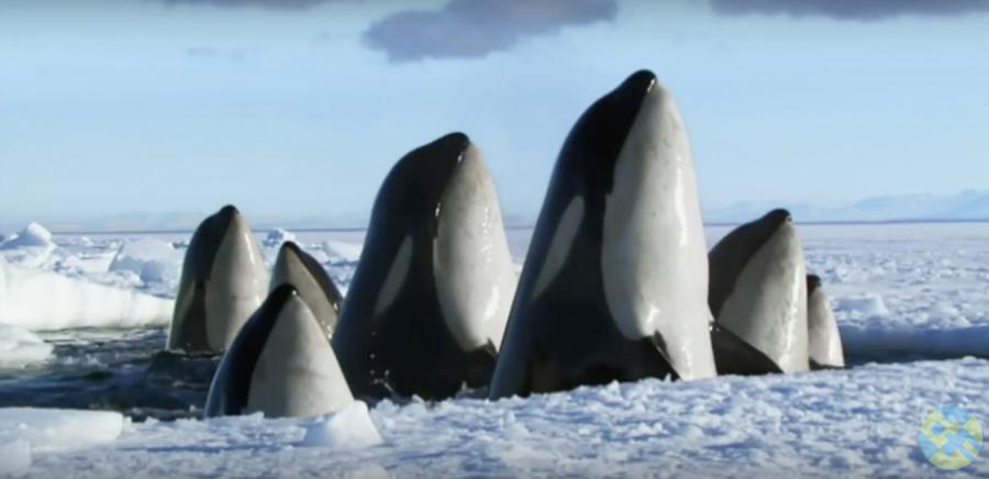 Limportant_fr's tweet photo. Frissons ! Notre planète est merveilleuse, protégeons-la! (vidéo) https://t.co/V459c5rdE6 #Planète https://t.co/1aI55UUy0b