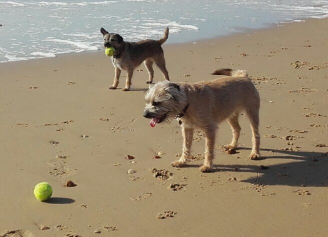 MarkRobCW's tweet image. Today is Ralph&apos;s 5th Birthday, celebrating with Willow at their favourite place to be, &apos;the beach&apos;...