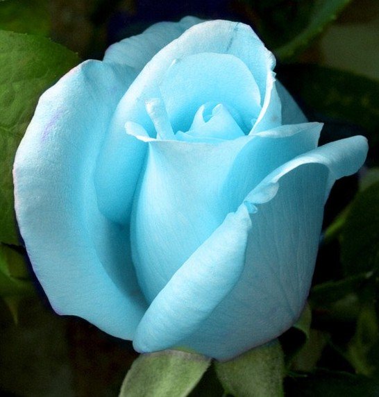 roseslife266's tweet photo. #RosesOfTwitter #RosesLife #BlueRoses #RosesSeria #26March2017seria #26MarchSeria #2017MarchSeria #2017sundaySeria #SundayMarchSeria https://t.co/fhIxBY2Nx8