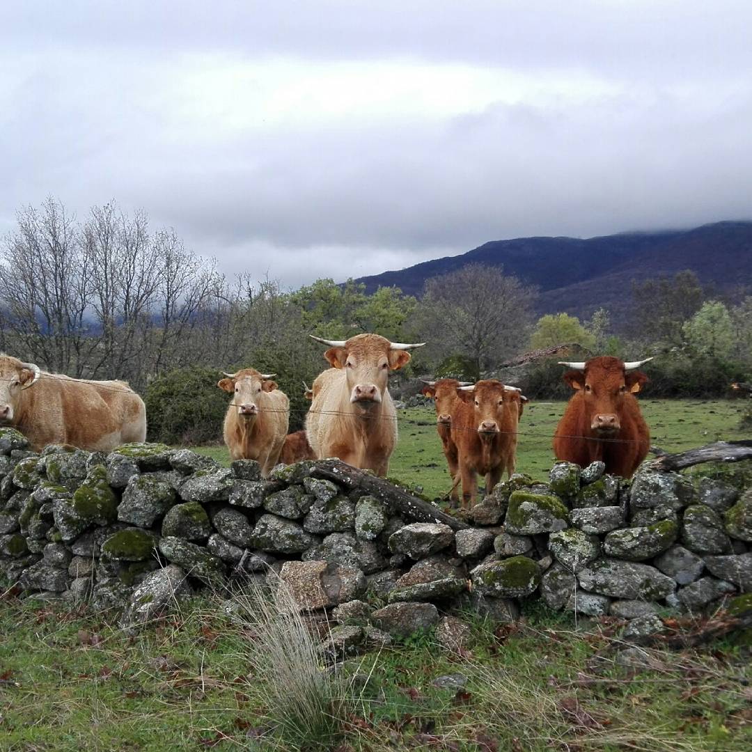 MAKINADORA's tweet photo. Domingo lluvioso en #lavera #naturaleza #nature #enviroment #paisaje #photography #campoverato #verateando 😘🐮🐄🌿🌱☔🐗🍀 https://t.co/QfcSM6aaBf