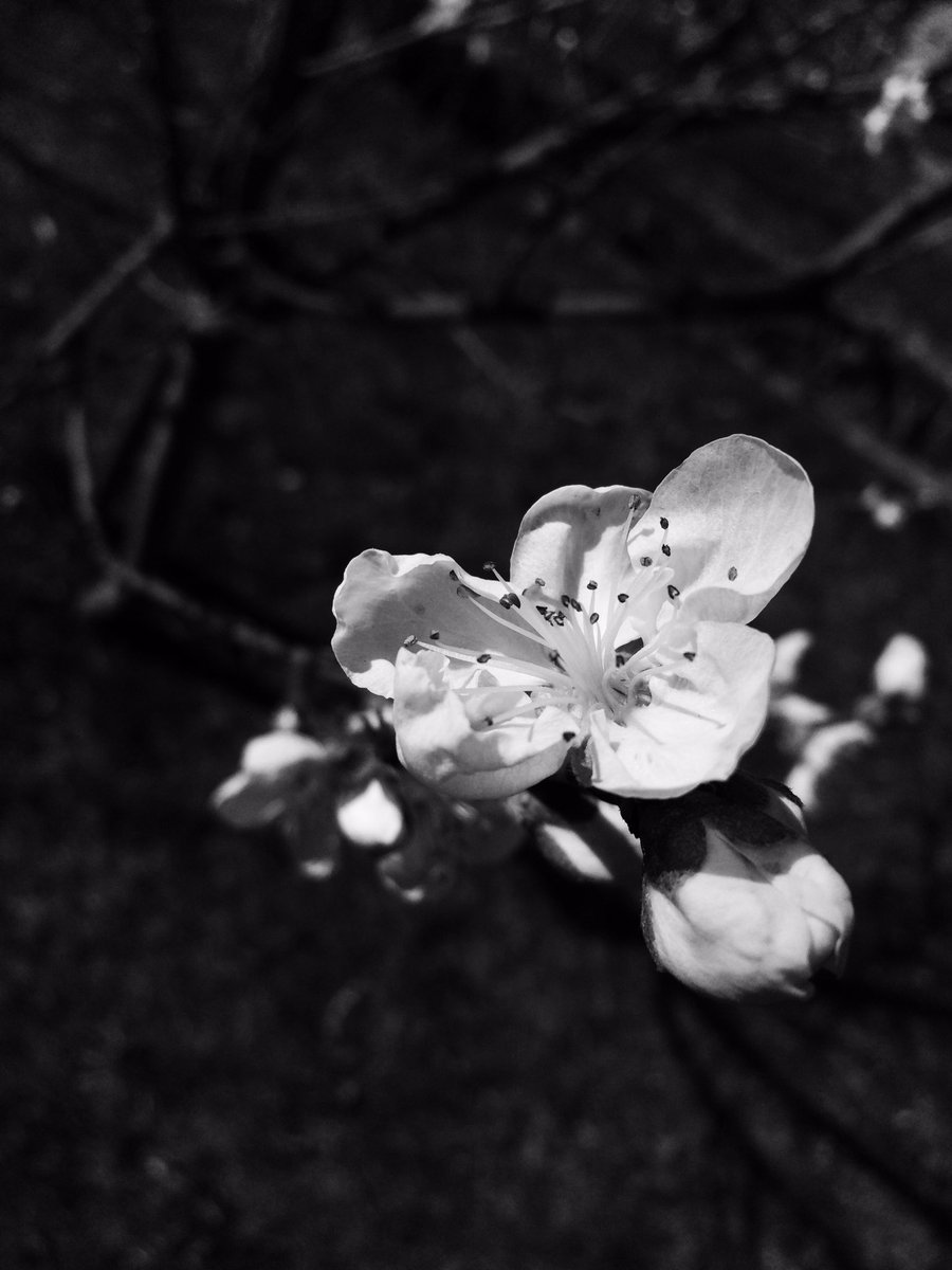 emltrash's tweet photo. flowers https://t.co/P7X8QSSZpF
