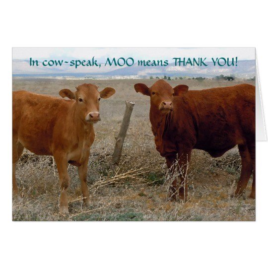 TumblingRiver's tweet photo. #ranchhumor #sundayfunday https://t.co/7Mn1cDRRqF
