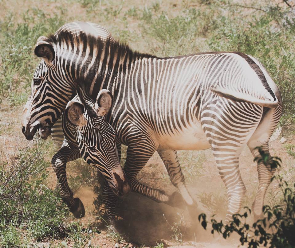 bluenonprofit's tweet photo. Two young male Grevy's Zebra practice-fighting. #zebraconservation Check out @GrevysZebraTrst for more cool info! #wildlife #conservation https://t.co/aUpygOIFyE