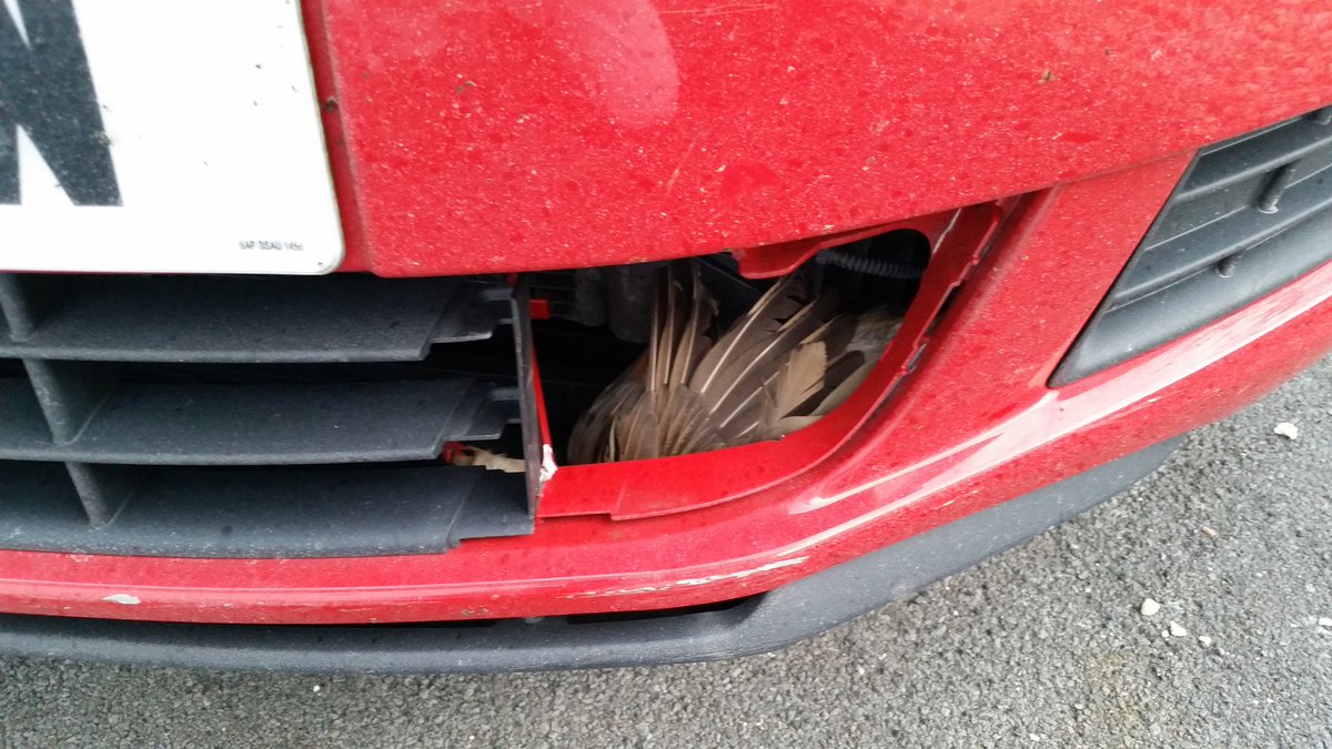 davidiancollins's tweet photo. Literally just arrived back at home from #welshlab17 Conference and looks like I've bagged some game ... #roadkill https://t.co/0C1tQxvbgZ