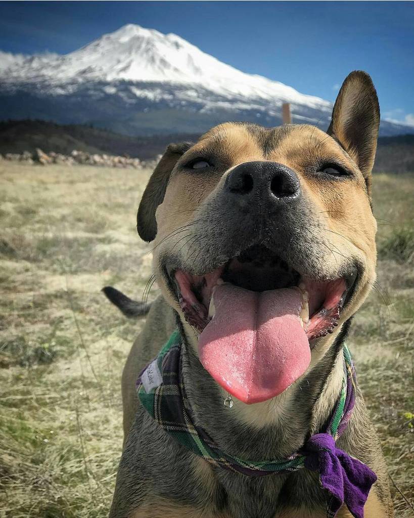 AdventureMutts's tweet photo. That happy weekend face! 😍 @elans15 #adventuremutts #adoptadventurerepeat https://t.co/DxRSWzuBYG https://t.co/b8lkOOcfZc