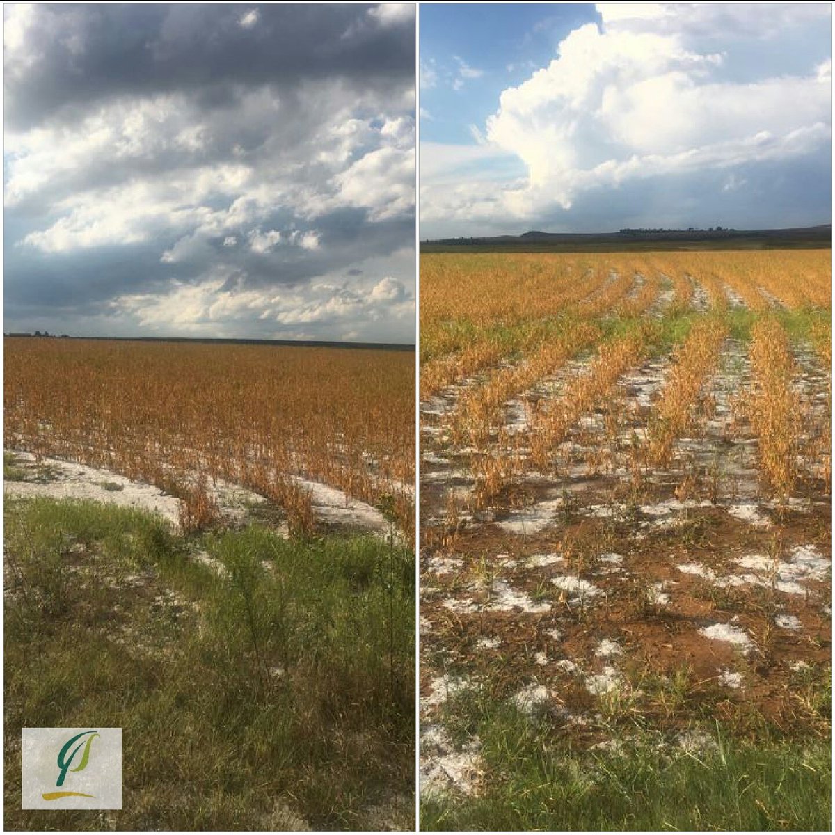 Vrystaat Landbou tweet media