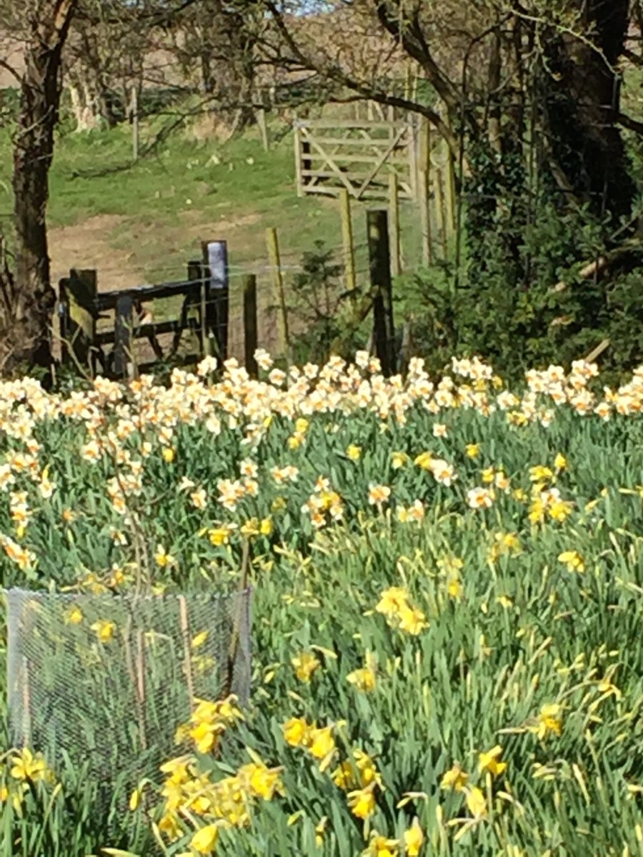HallHindringham's tweet photo. HH Gardens open this Wednesday (10-1) then every Sunday(2-5) and Wed until October. We look forward to seeing you.#gardenstovisit#gardeners# https://t.co/fOjKwXjSt5