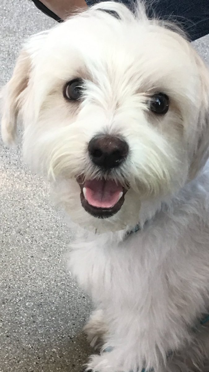 meiselasb's tweet photo. My dog watching #NCAA asking who is responsible for #shotclockgate ---- #florida v #southcarolina https://t.co/rCnqcFvIRi