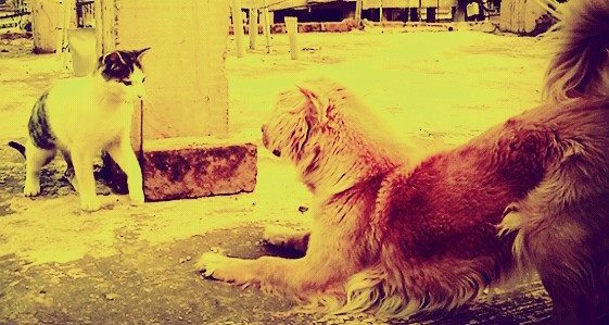Inkspirate's tweet photo. Hagan sus apuestas
#TeamSinNombre🐱 #TeamHade🐶 https://t.co/ffbzgYSEse