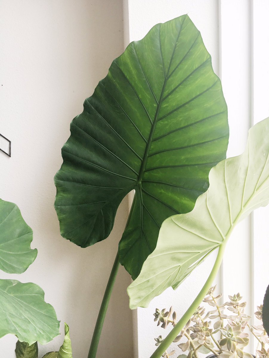 Electric Ghost tweet media