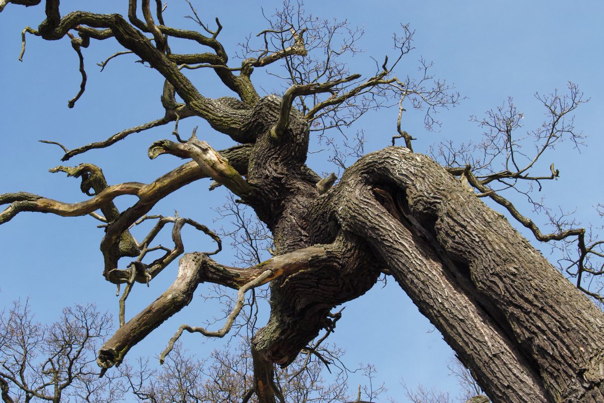 mark_radler's tweet photo. Könnte sie uns nur berichten... Alteiche (Wiesenburg, Fläming)
#Bäume #NachBrandenburg #Wiesenburg #Fläming #InBrandenburg https://t.co/2tnrbDatl8