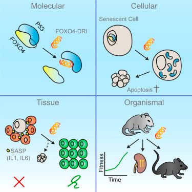 mmw_lmw's tweet photo. #Aging | Restoring #TissueFitness by Killing #AgingCells: FOXO4-p53 Interference | deKeizer ErasmusMC @CellCellPress https://t.co/KxwzAXrwtf https://t.co/rggFviQMmt