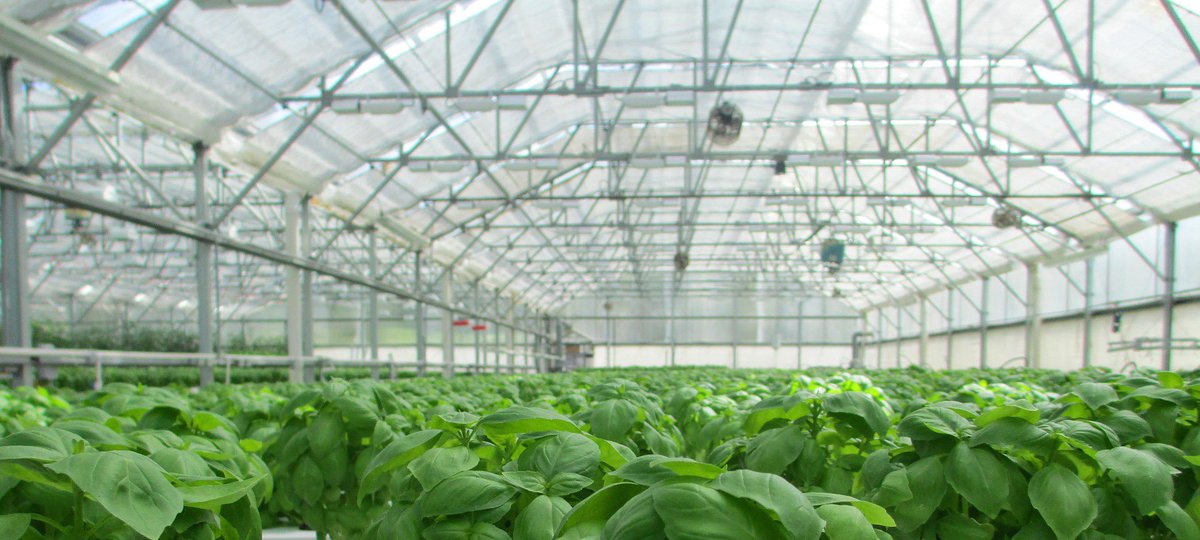 SerresToi's tweet image. Nouvelle entreprise de culture en serre #aquaponique bientôt au #Québec #! Des fines herbes et truites toute l'année! #Startup #Durable RT