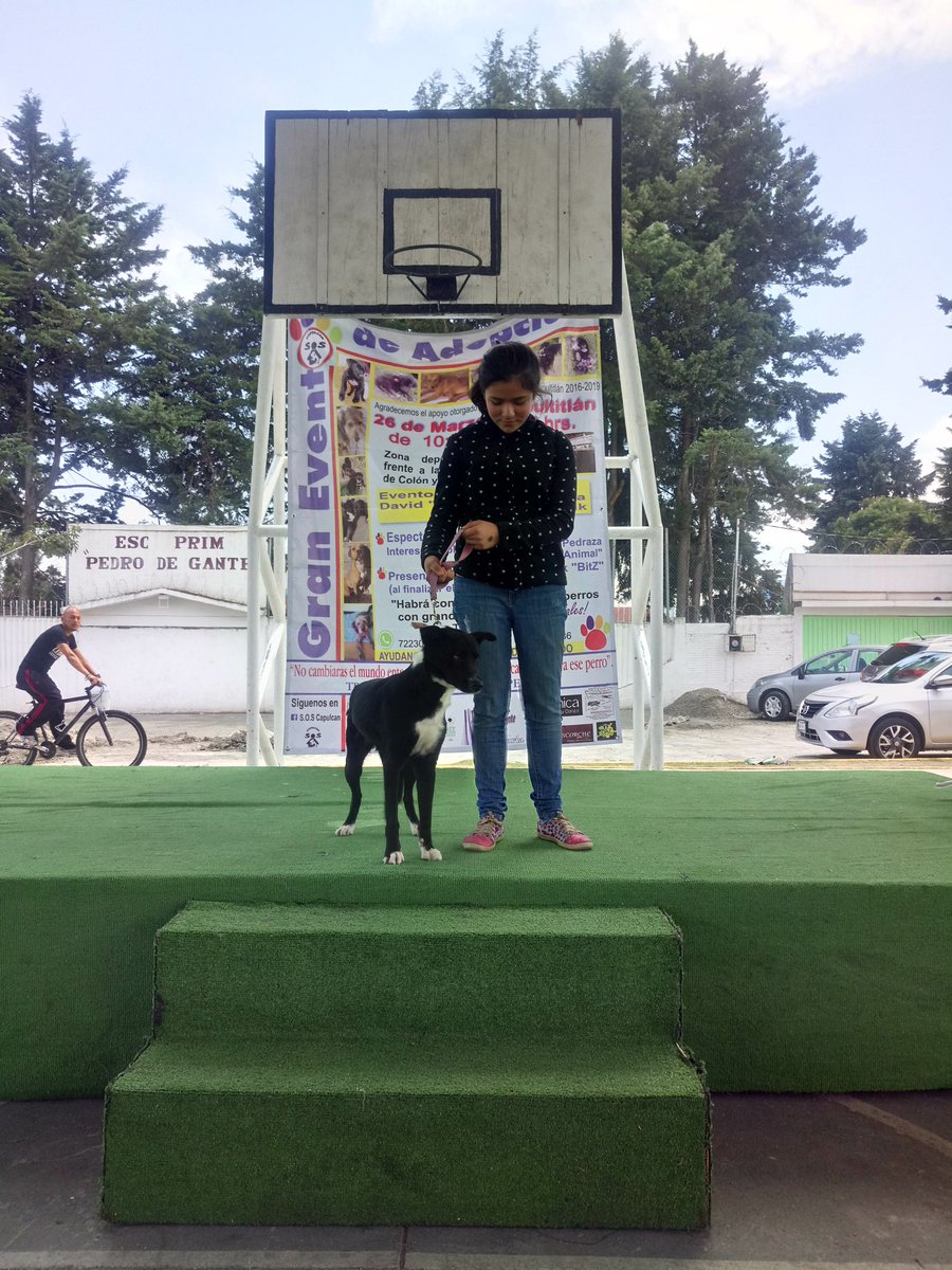 DefAnimalMX's tweet photo. Muy buen evento #Capulcan por una cultura de la vida #YaNoMasMatanza la única solución es esterilizar y educar https://t.co/cTT09q5JVg