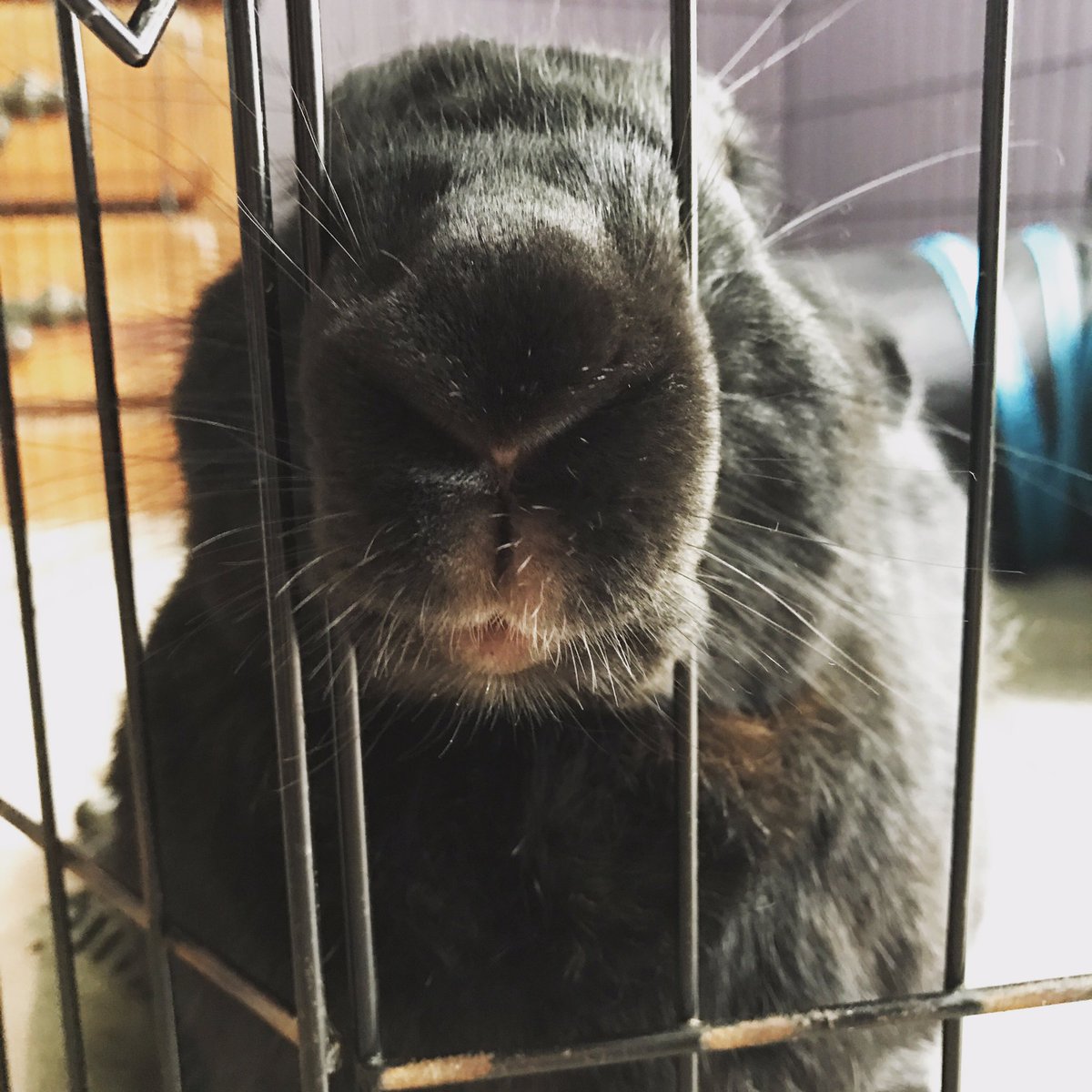 OrlandoUniversa's tweet photo. Arthur's smiling bunny selfie.  #BunnySelfie #RabbitSelfie #HappySunday #Selfies #SouthWestFlorida https://t.co/wgRJfnqBEn