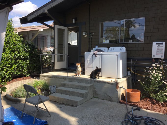 pUpdate: she's a backyard kind of gal now https://t.co/UAmdNXeagM