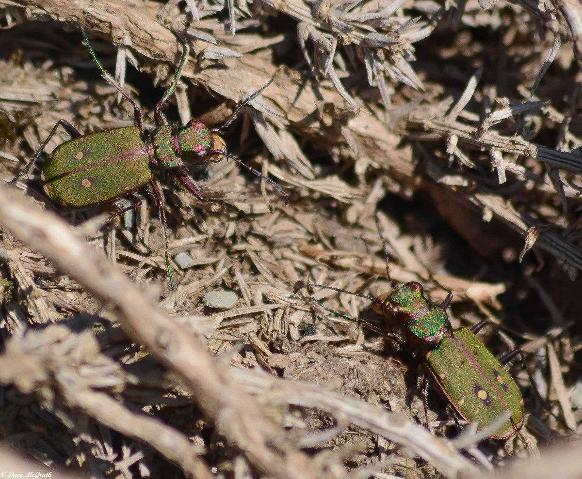 Green Tiger Beetle ,#Robertscove Cork 26/3/17