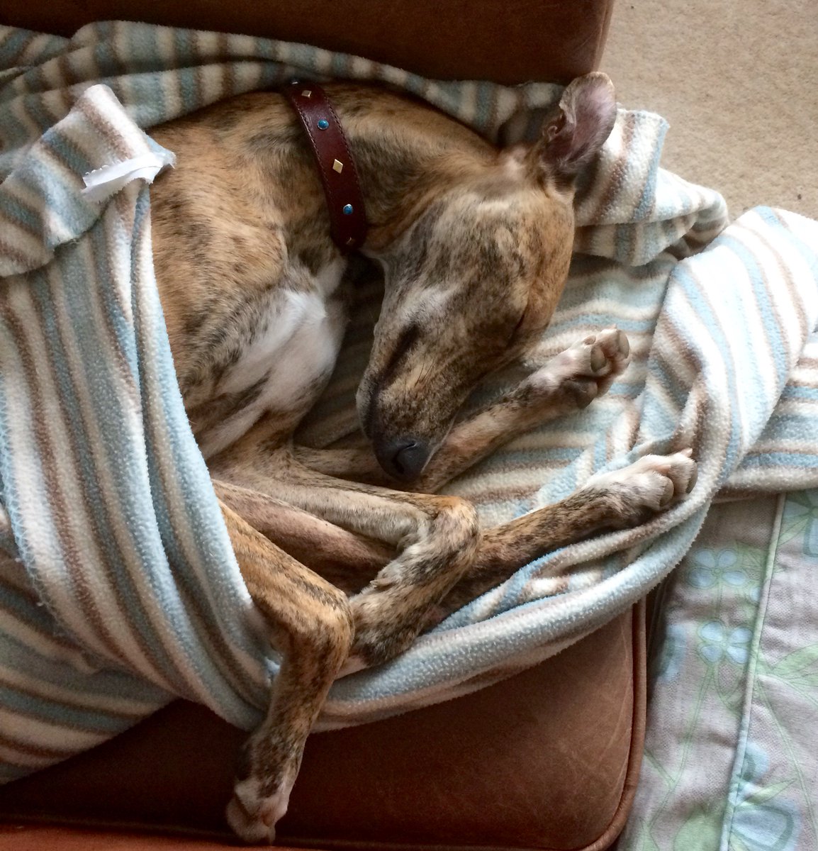 wittydawnuk's tweet photo. Dog in other room whined, hubby went in 'do you want covering with blanket ?' Dog 'said' 'urgh' #lucher 's LOVE blankets https://t.co/EmLOgdJyXF