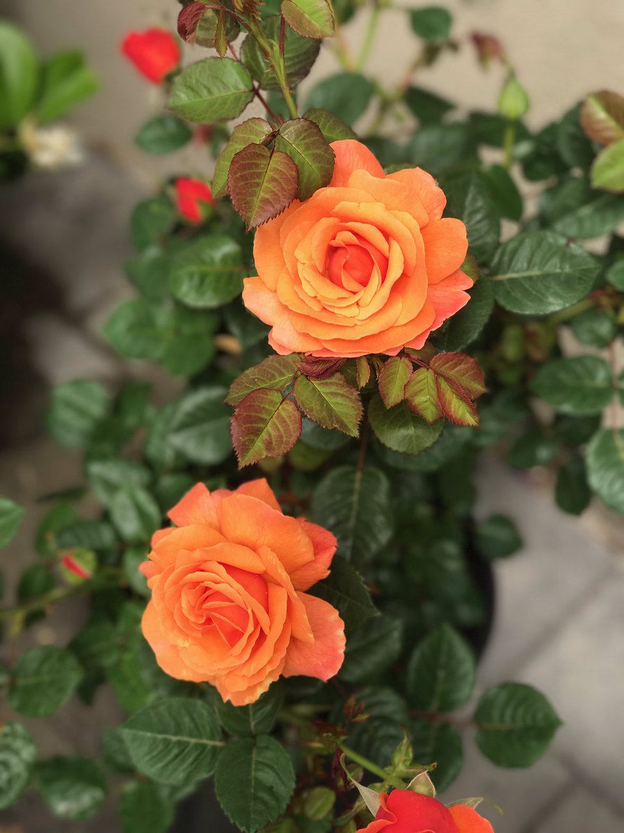 agardendiary's tweet photo. Easy Does It from @WeeksRosesCA is a standout! Fruity fragrance, disease resistant blooming machine! #rosechat #gardening https://t.co/yOm9Ih1Ygi