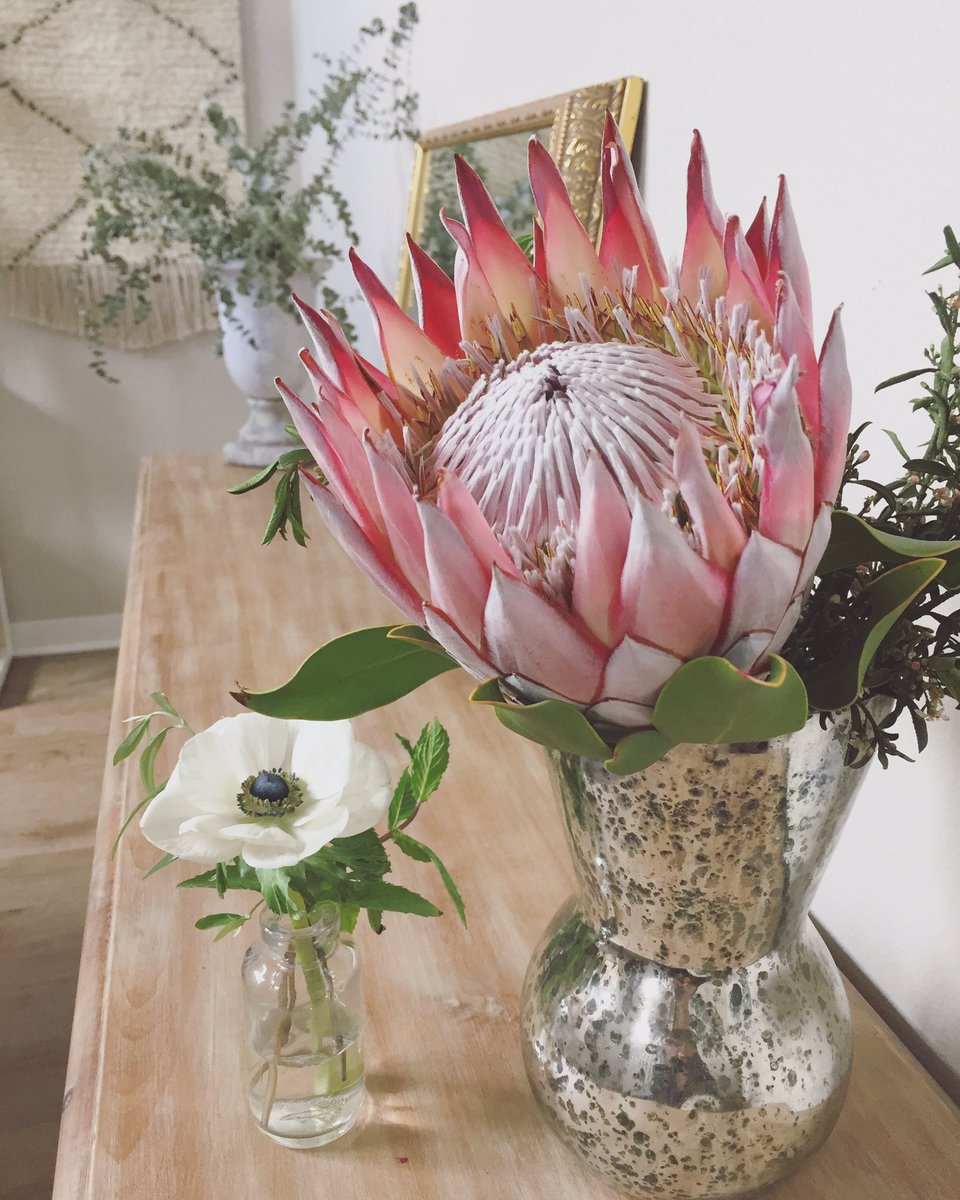 JulepBloom's tweet photo. Monster proteas #julepblooms #studiosundays #springtime #kingprotea https://t.co/Hod0LB2wCw
