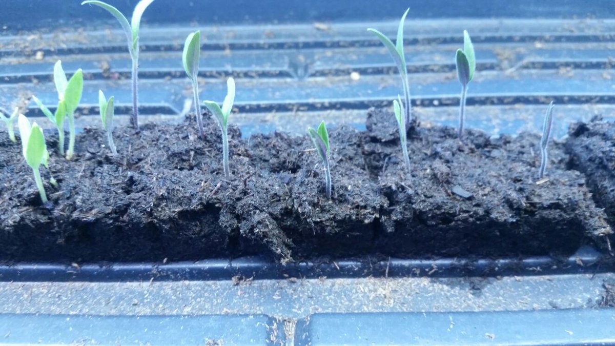 agroinnovations's tweet photo. Purple underside of #tomato starts an indicator of phosphorous deficiency. Few drops of Miracle Grow in each block will fix it. #gardenchat https://t.co/sfe2CLdWkn