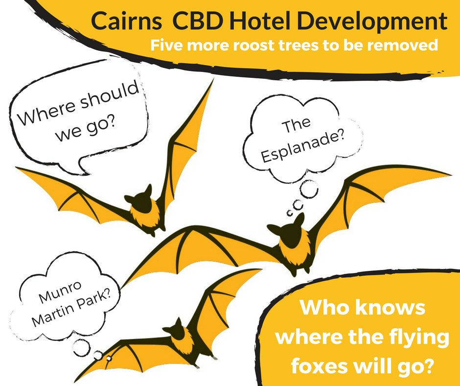 cafnec's tweet photo. #SpectacledFlyingFox #KeystoneSpecies of #WetTropics #WorldHeritage need our help *today* @TSCommissioner #wildlife https://t.co/aAPZ9JBp52 https://t.co/t0pgslygdH