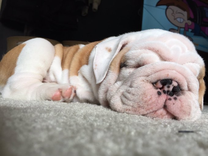 My son is the cutest thing in the world ❤❤🐶🐶 https://t.co/Ach6hs5r3b