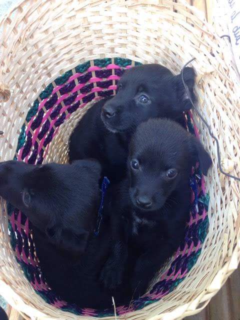 AnimalParaiso's tweet photo. Negritos lindos y muy regalones en adopción para la ciudad de #Valpo, #Viña o ciudades cercanas. Contacto al celular/whatApp +56981857684. https://t.co/gHJbcZWuWl