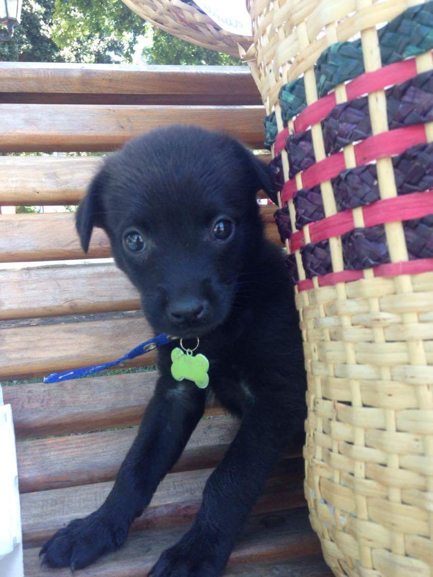 AnimalParaiso's tweet photo. Negritos lindos y muy regalones en adopción para la ciudad de #Valpo, #Viña o ciudades cercanas. Contacto al celular/whatApp +56981857684. https://t.co/gHJbcZWuWl