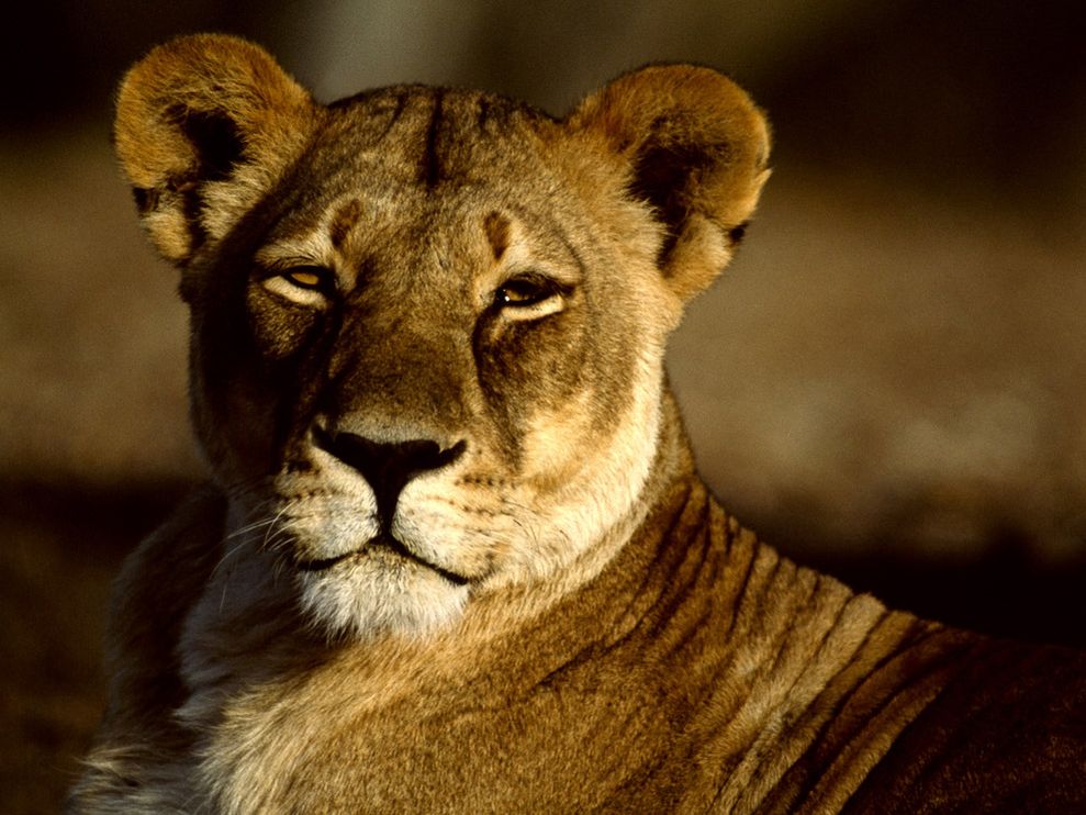 matsonbrown's tweet image. Gene for Pre-Menstrual Tension might have been a naturally selected, in order to stock up on fresh meat (iron) before losing a bit of blood.