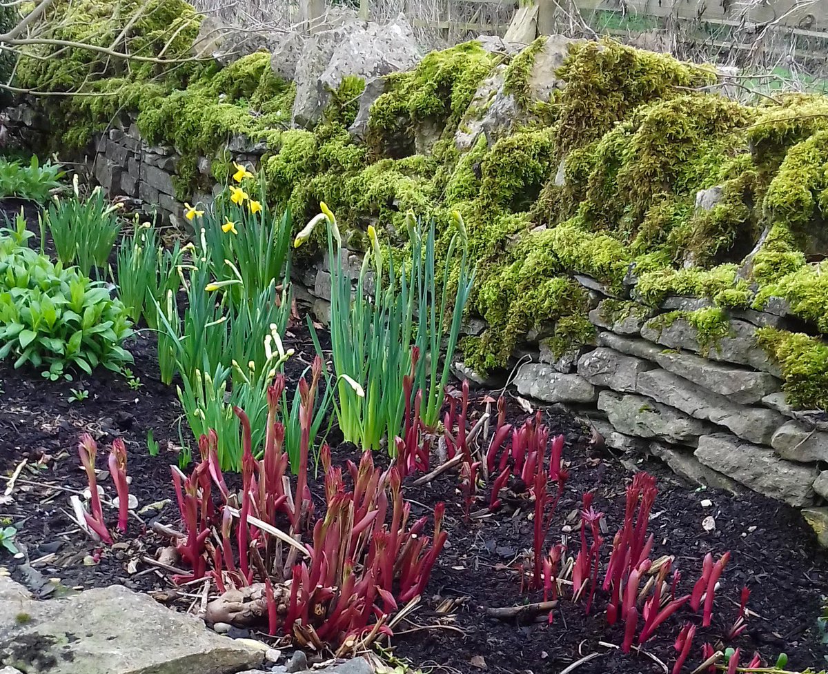 EcoChicCottages's tweet image. As the sun shines &amp;amp; spring feels as though it&apos;s really here, the garden plants start to visibly push their way through the soil #joyofspring