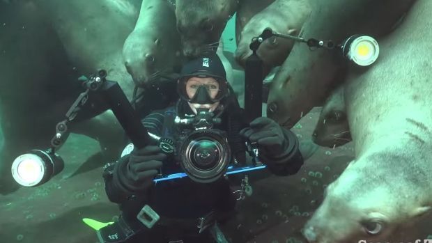 CBCNews's tweet photo. 'They want to see if you're squishy': Swarm of sea lions nibble on divers in stunning video https://t.co/wMsWkbL3XI https://t.co/ITmD46iK2S