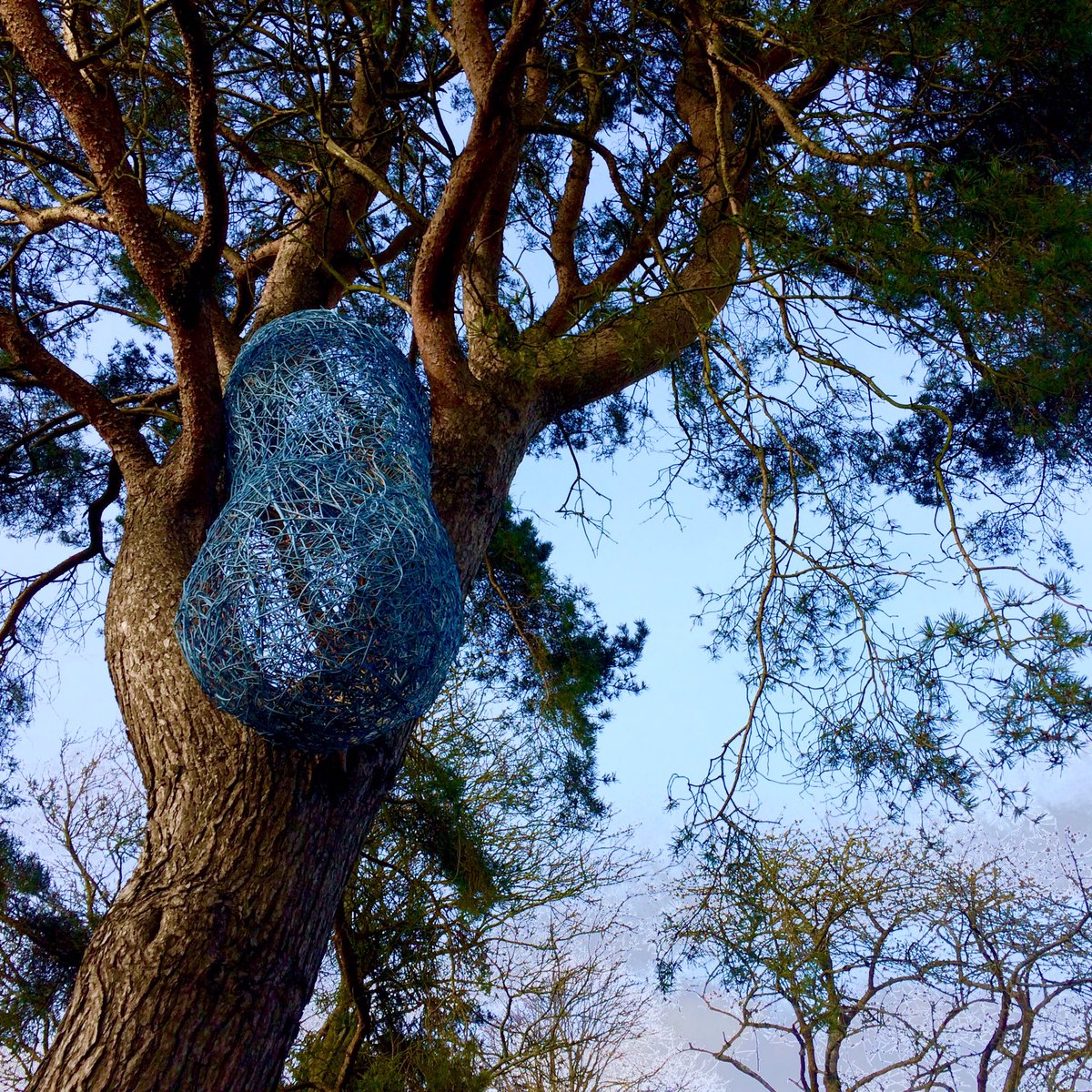 TwoCDesign's tweet photo. #installation @FarleysHG #dicotlydon #skyseed #circinate Vernation #2017 https://t.co/Pxl8lytgzq
