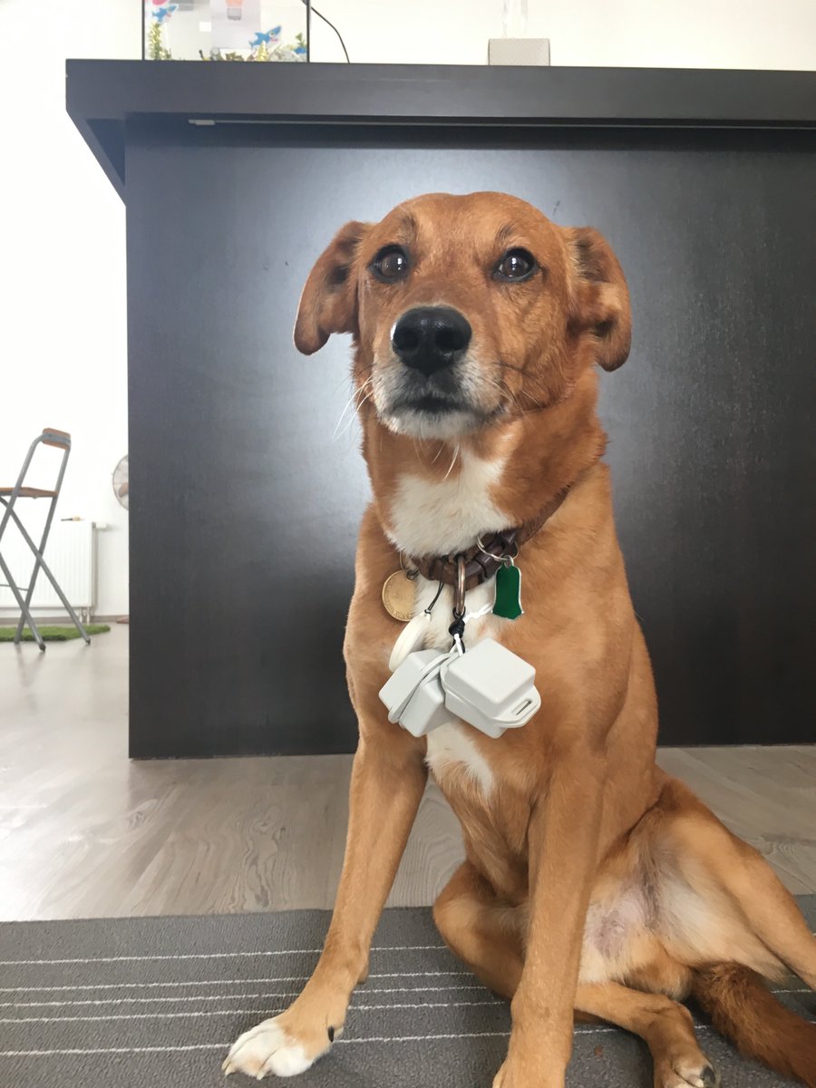 pygmaliosdevops's tweet photo. How to calibrate blooloc indoor positioning in our digital demo shop @bloolocnews #KuboTheDog #LazyDog https://t.co/lpPdqEtj7N