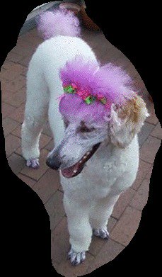Peachesin419's tweet photo. Purple for epilepsy @evapoodlelove @EpilepsyEES #standardpoodles #dogsoftwitter #EpilepsyAwareness #ilovemydog https://t.co/raPKkg26wk