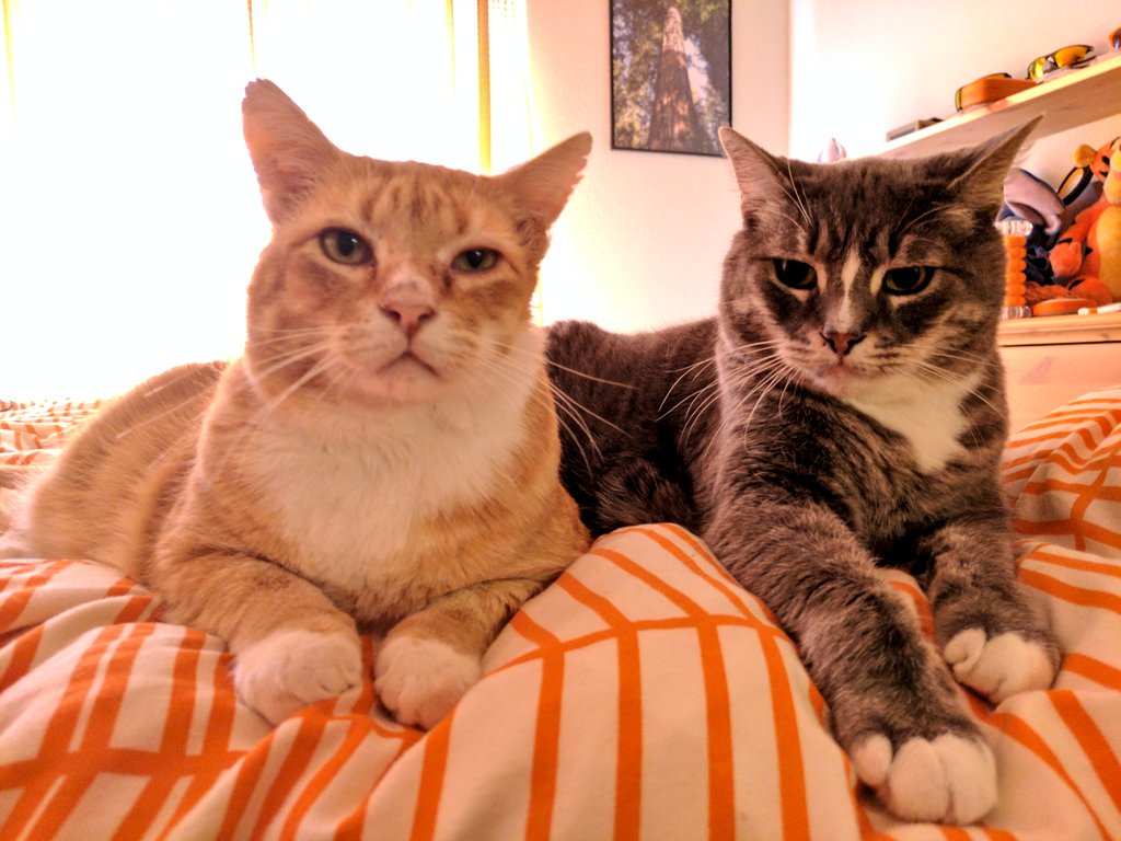 Dent_the_cat's tweet photo. 'bout to drop the hottest mixtape of 2017 https://t.co/VkWp1YBKTO