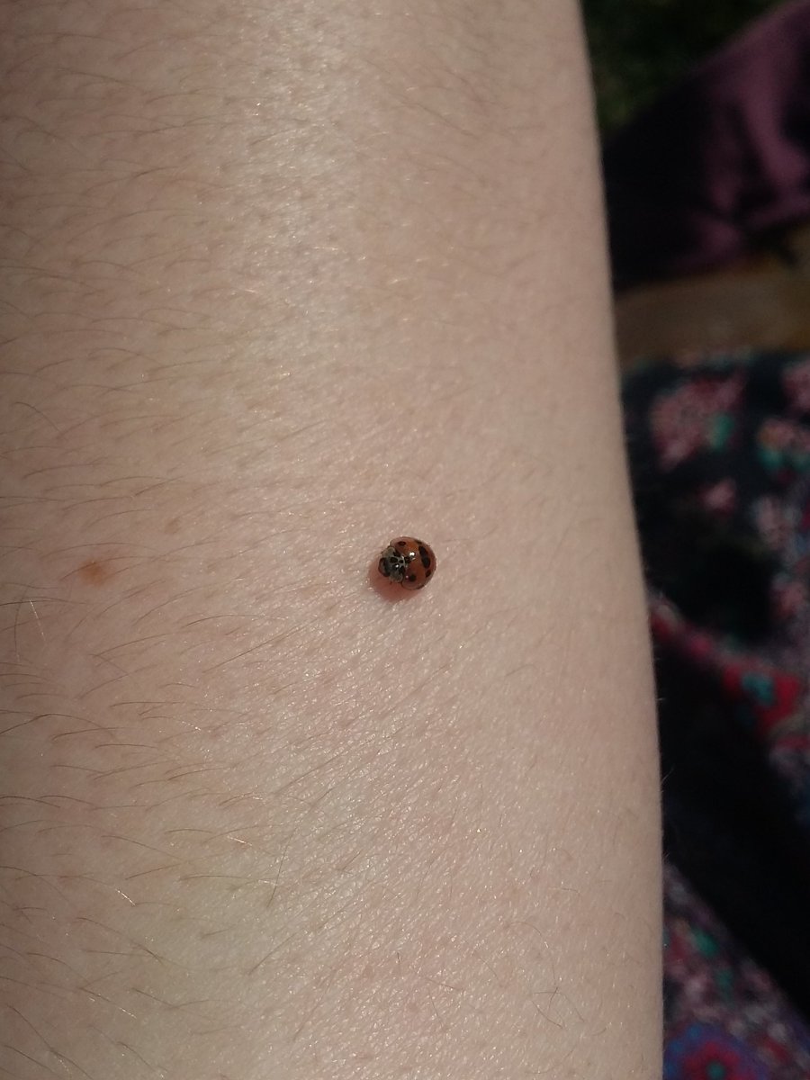 Alice_Astrid's tweet photo. Ladybug pal https://t.co/xaQZTB589x