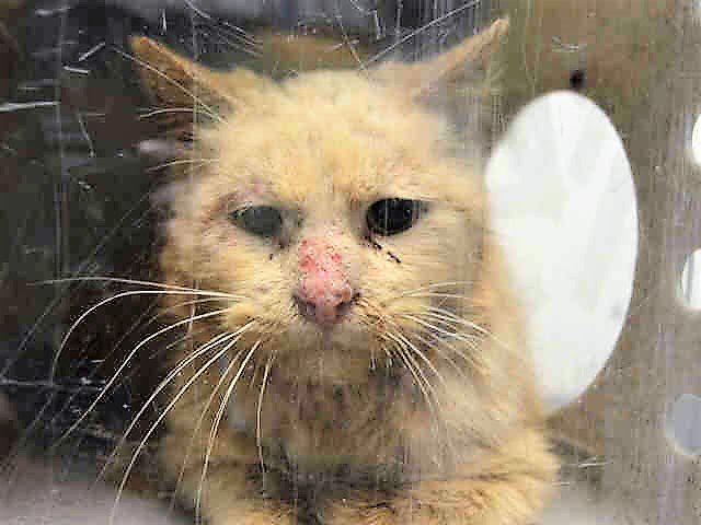 brendaoncats's tweet photo. #HowToAchieveInnerPeace LOVE A CAT! (SAVE HERMES IN #NYC OR BILLY IN #TAMPABAY OR SOME GREAT #CAT NEAR YOU!) https://t.co/7XCYaEexeS