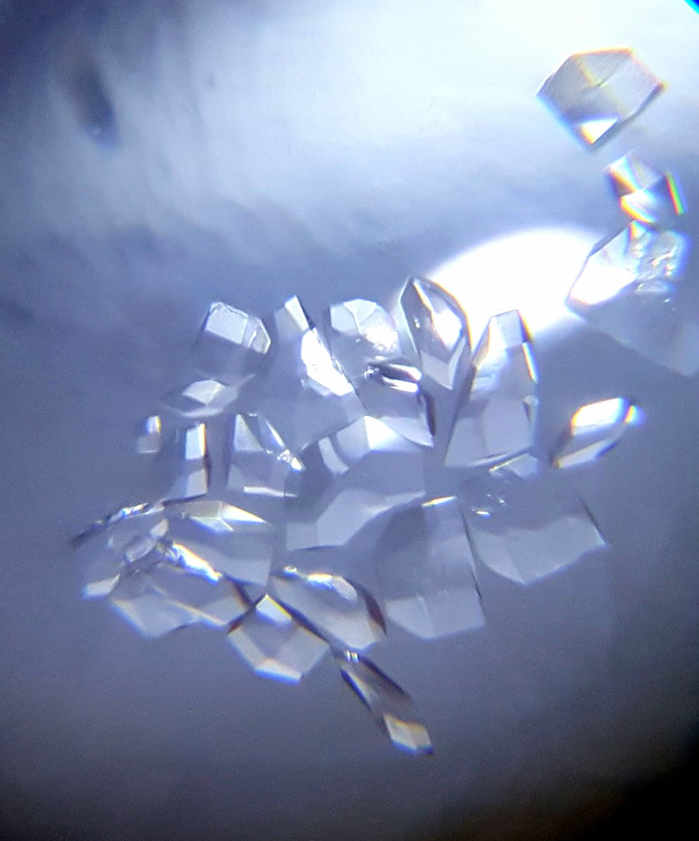 Niki 💎🧬 🦠 tweet media