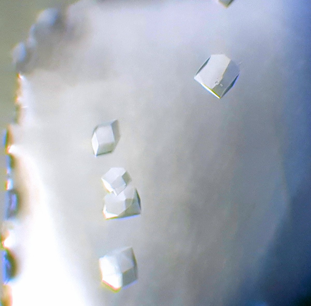 Niki 💎🧬 🦠 tweet media