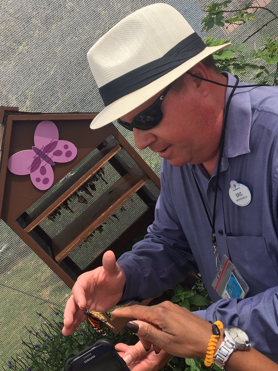 dallasweekly's tweet photo. Horticulture Area Manager @EpcotCentre Intl Flower & Garden Festival turns butterfly whisperer handling newly hatched Monarch #MyDisneyTime https://t.co/i3qp2OFaQV