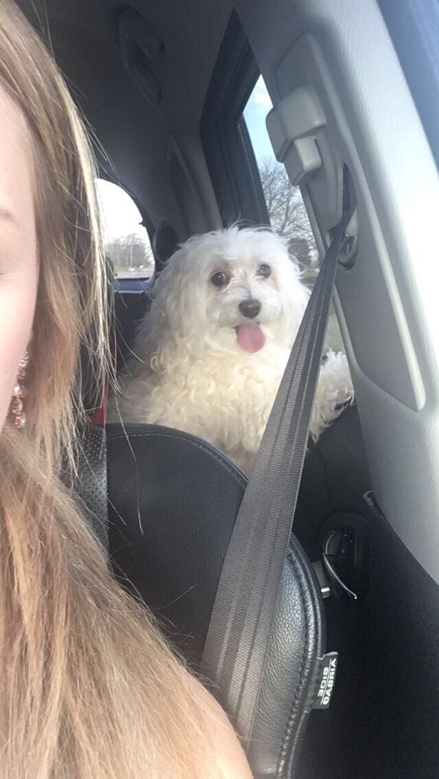 meg_nix's tweet photo. In the first 5 mins of our road trip Allie escaped from her cage and then proceeded to roll down the window and she is so proud of herself https://t.co/ufUMZaLQQQ