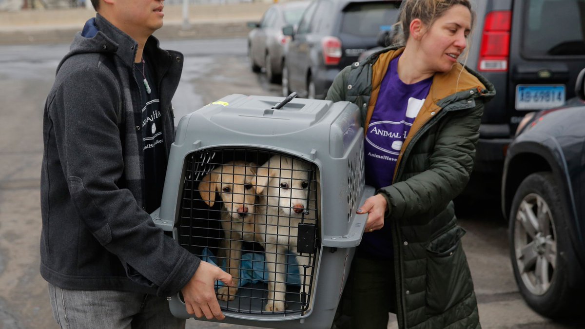 CP24's tweet photo. 46 dogs saved from slaughter in S. Korea arrive in NY https://t.co/PDlVD8BWp8 https://t.co/CzgY6aqE3U