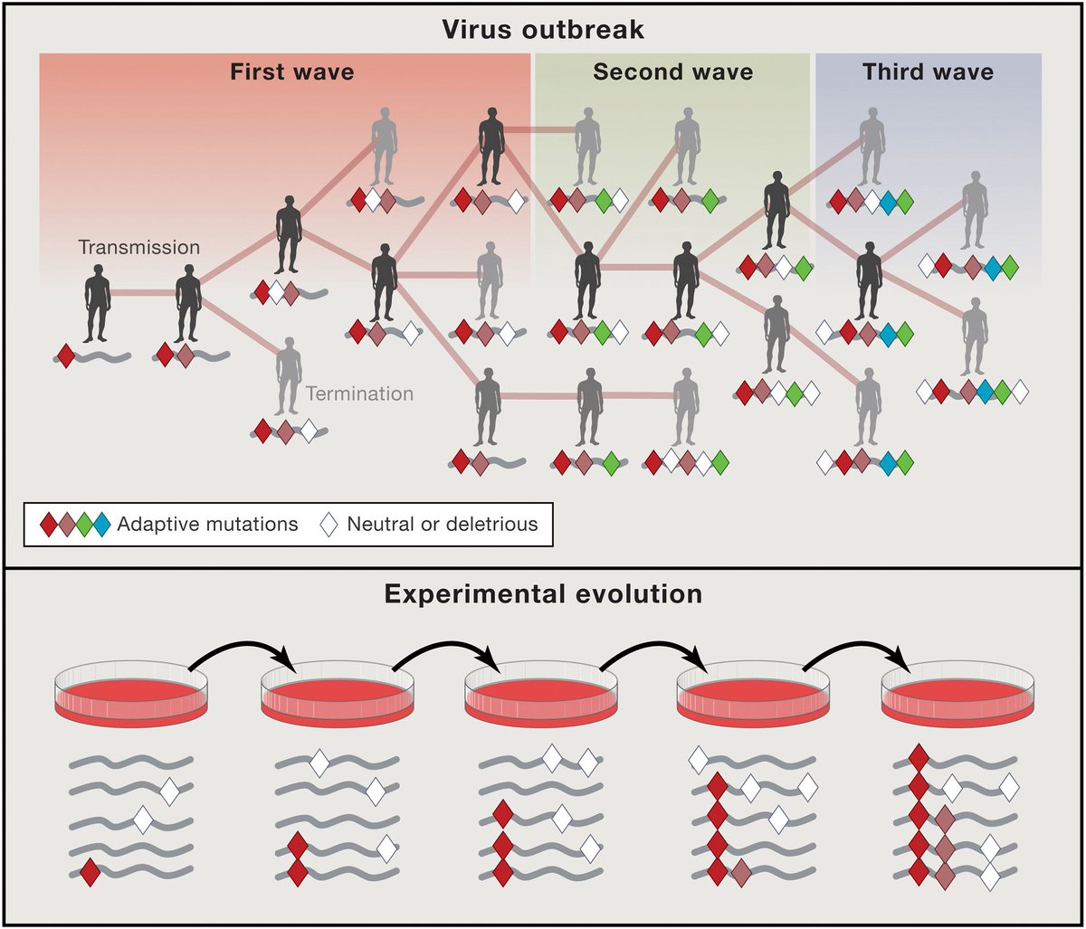 mmw_lmw's tweet photo. Modeling the #Evolutional of #ViralVirulence | Perspective by KristianAndersen @scrippsresearch @CellCellPress https://t.co/4Pd1gEhqsT https://t.co/3LgQpm3ZCz
