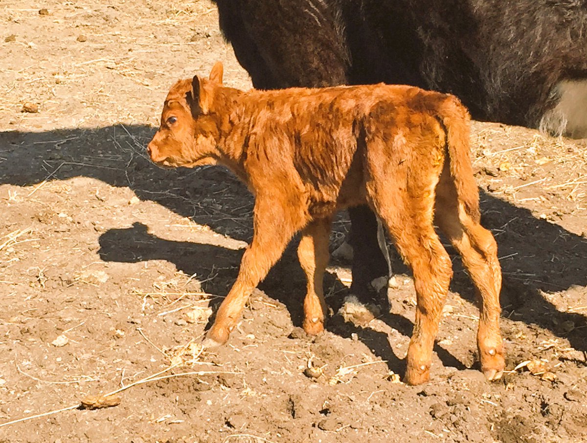MegzReynolds's tweet image. Started calving the day I got home from the city &amp;amp; it was our neighbours heffer in with our herd that calved 😂#babytime #farm #calving17